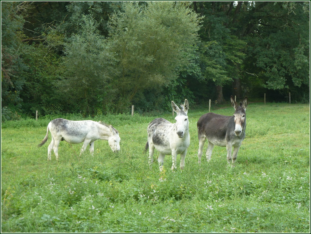 VX-P1280270.jpg      07/09/2019 08:26 ..  3 ANES du Poitou