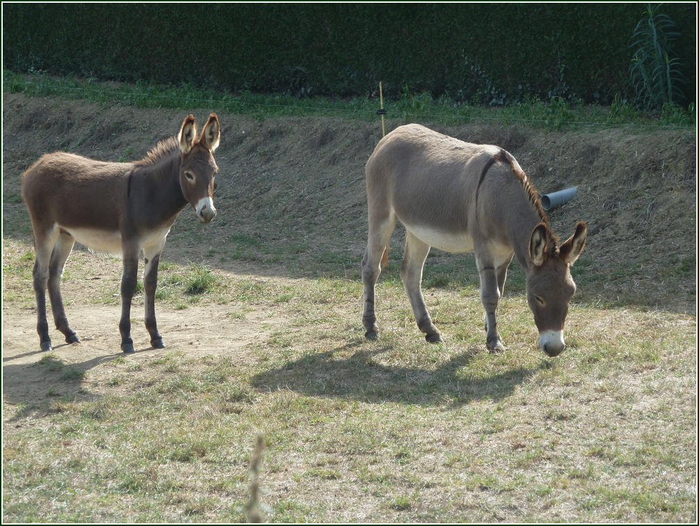 VX-P1280291.jpg      08/09/2019 11:32 ..  2 magnifiques ANES du Poitou ( 5eme jour ) avant VENDRENNES