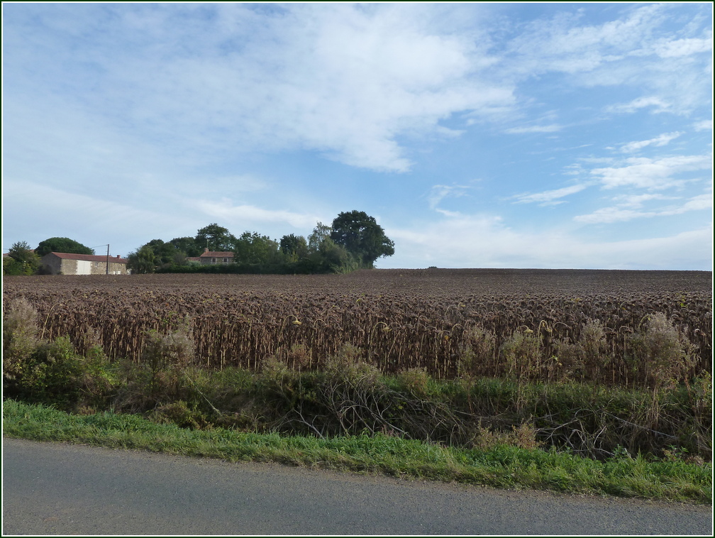 VX-P1280332.jpg      11/09/2019 09:14 ..  champ de Tournesol a perte de vue