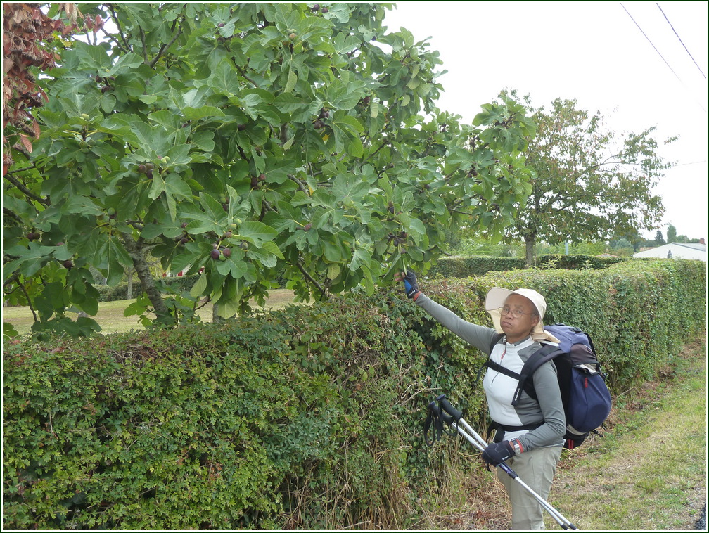 VX-P1280354.jpg      12/09/2019 09:13 ..  on se regale de FIGUES bien mures !