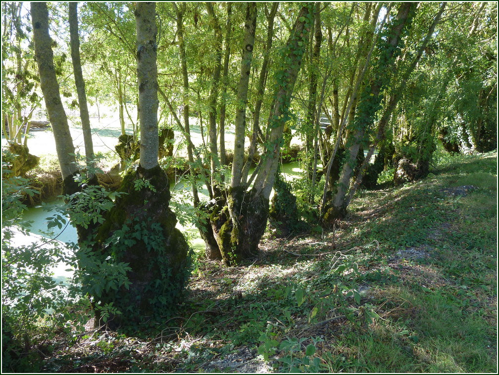 VX-P1280411.jpg      13/09/2019 09:41 ..  les SAULES TETARD qui bordent les canaux