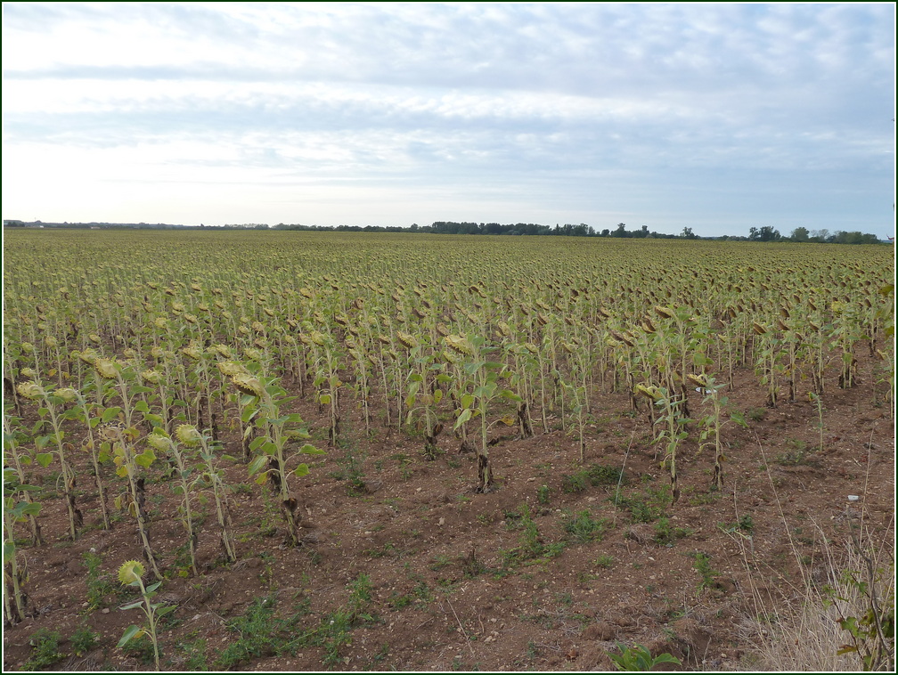 VX-P1280449.jpg      14/09/2019 07:52 ..  champ de Tournesols