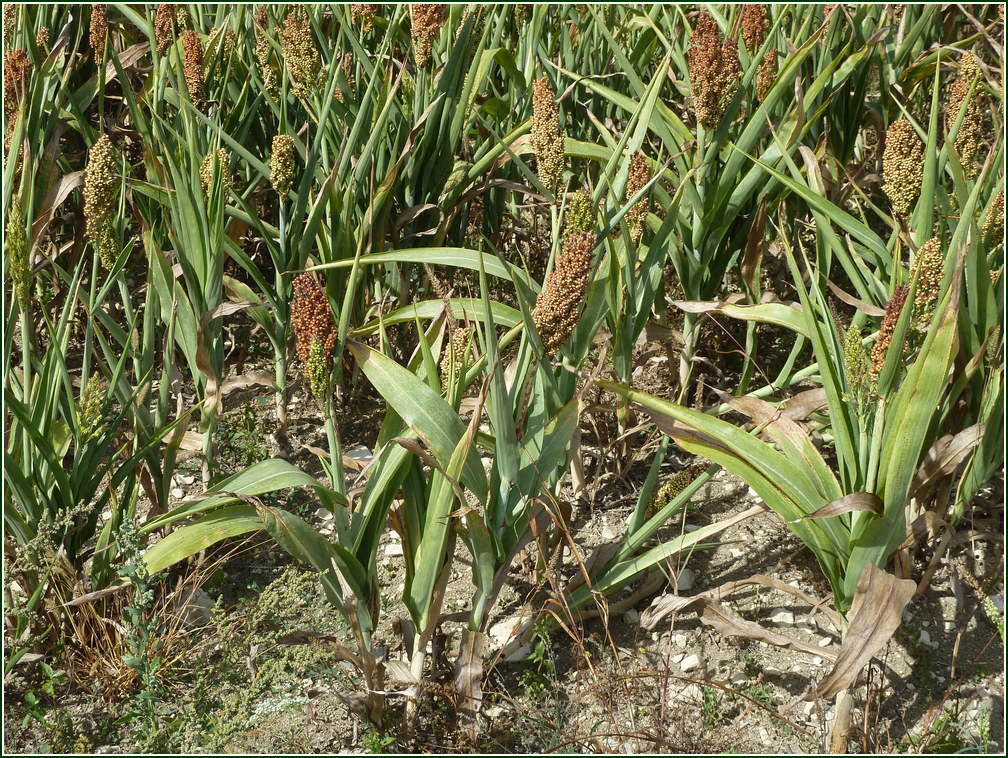 VX-P1280470.jpg      14/09/2019 12:01 ..  Sorgo ou Millet ????