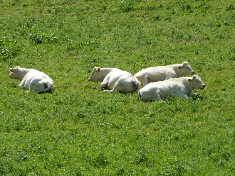 p1170056.jpg      07/05/2015 12:50     4956ko     exemple de bovin CHAROLAIS blanc, vers Bazoches  §MMDD03S