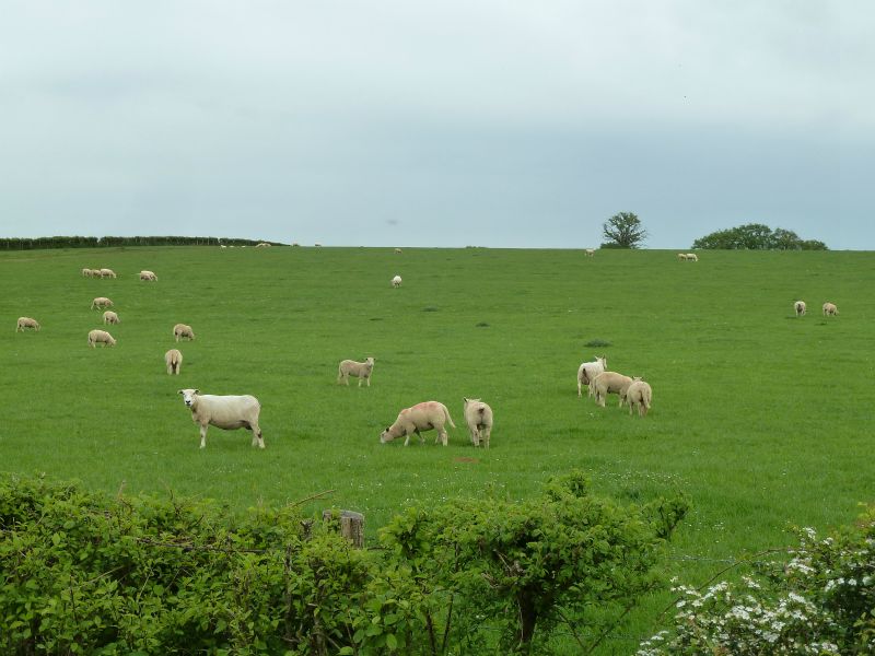 p1170103.jpg      08/05/2015 14:54     4754ko     beaux moutons gras vers BRECHES (2 à 3 km après GUIPY)  §MMDD08S