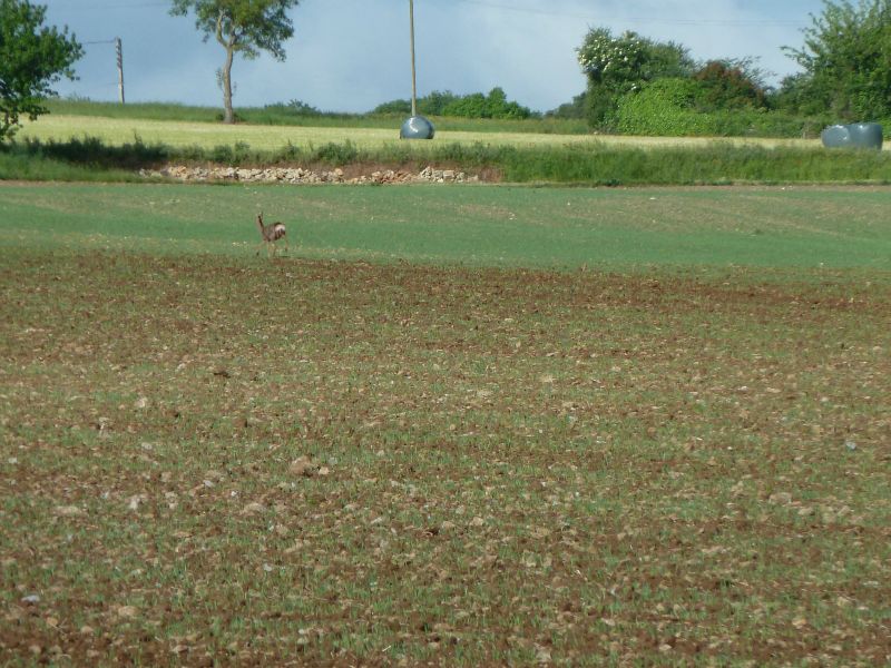 p1170373.jpg      15/05/2015 08:24     5123ko     une BICHE au matin, peu avant Charenton-du-Cher   §MMDD26S