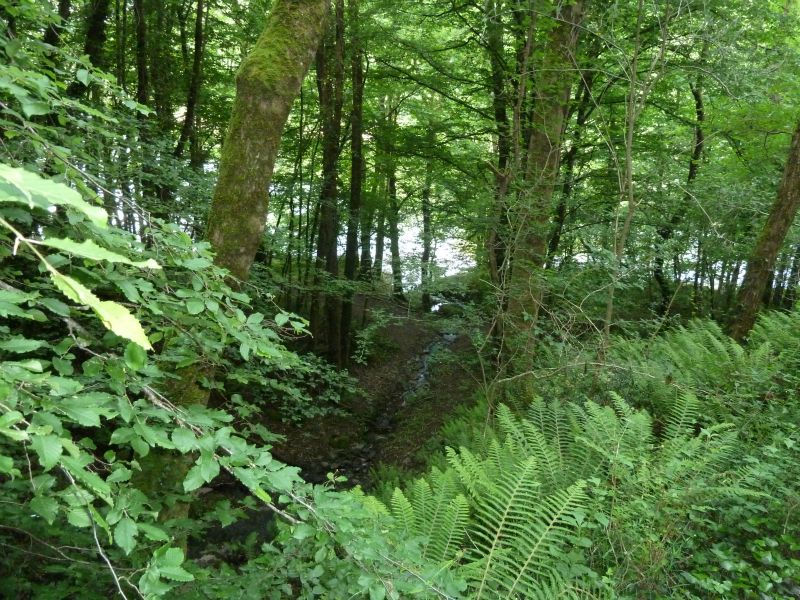 p1170629.jpg      20/05/2015 08:51     4976ko     Descente abrupte sur la CREUSE après CRUZION (chemin du CasseCou)  §MMDD01T