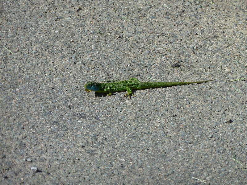 p1170787.jpg      22/05/2015 10:24     4617ko     un magnifique LEZARD VERT avant Chamborand   §MMDD06T