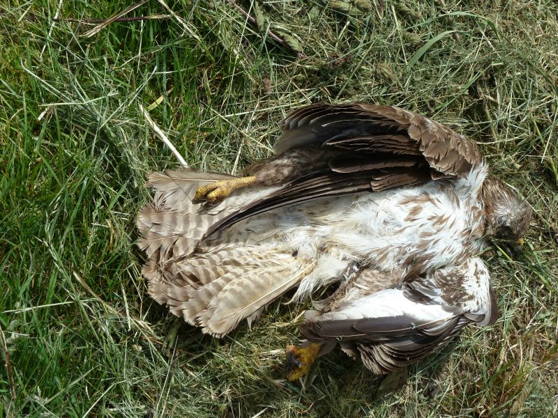 p1170801.jpg      22/05/2015 11:53     4908ko     une BUSE morte au bord de la route vers Le Masroy