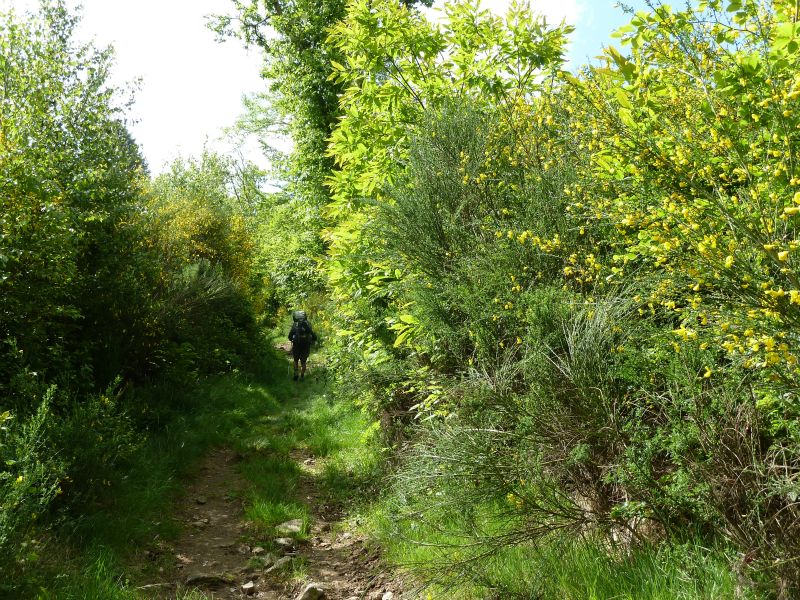 p1170848.jpg      23/05/2015 10:33     5195ko     sentier dans de grands GENETS en fleurs vers Champegeaud    §MMDD08T