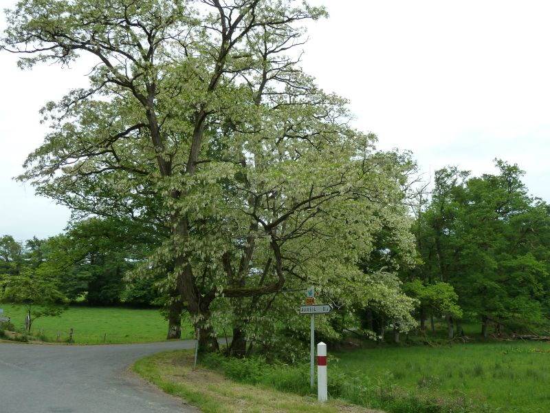 p1170979.jpg      25/05/2015 10:02     4884ko     ce me semble être un bel ACACIA en fleurs blanches (avant AUREIL)  §MMDD12T